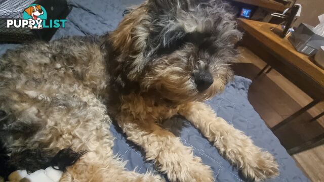 Firstborn, Final Pup – Your Perfect Toy Cavoodle Companion Awaits!