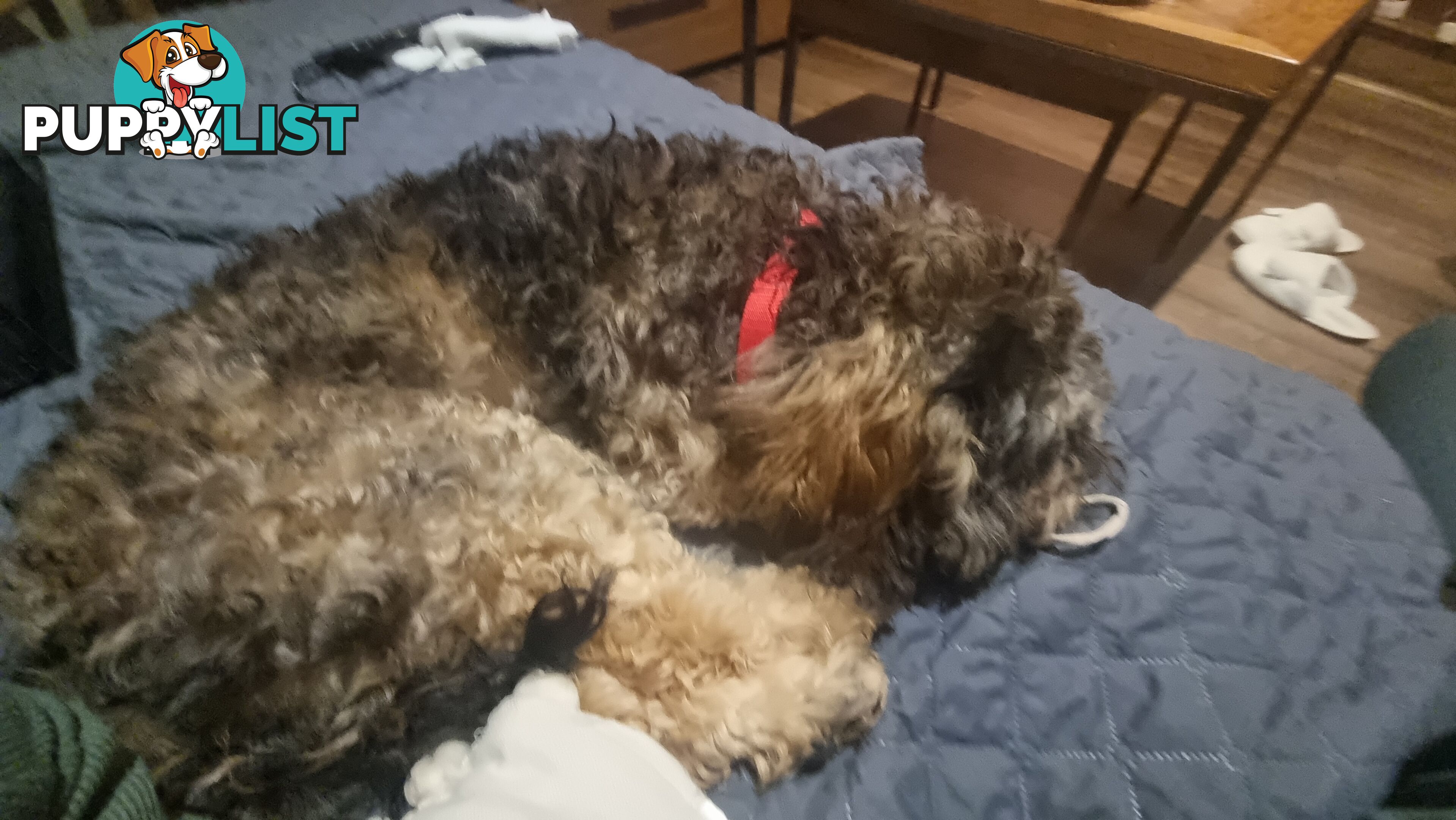 Firstborn, Final Pup – Your Perfect Toy Cavoodle Companion Awaits!