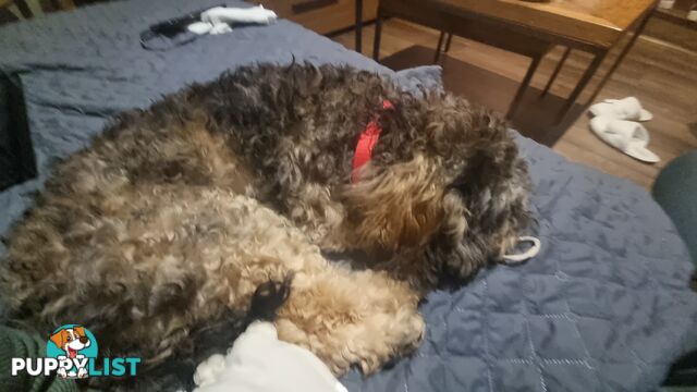 Firstborn, Final Pup – Your Perfect Toy Cavoodle Companion Awaits!
