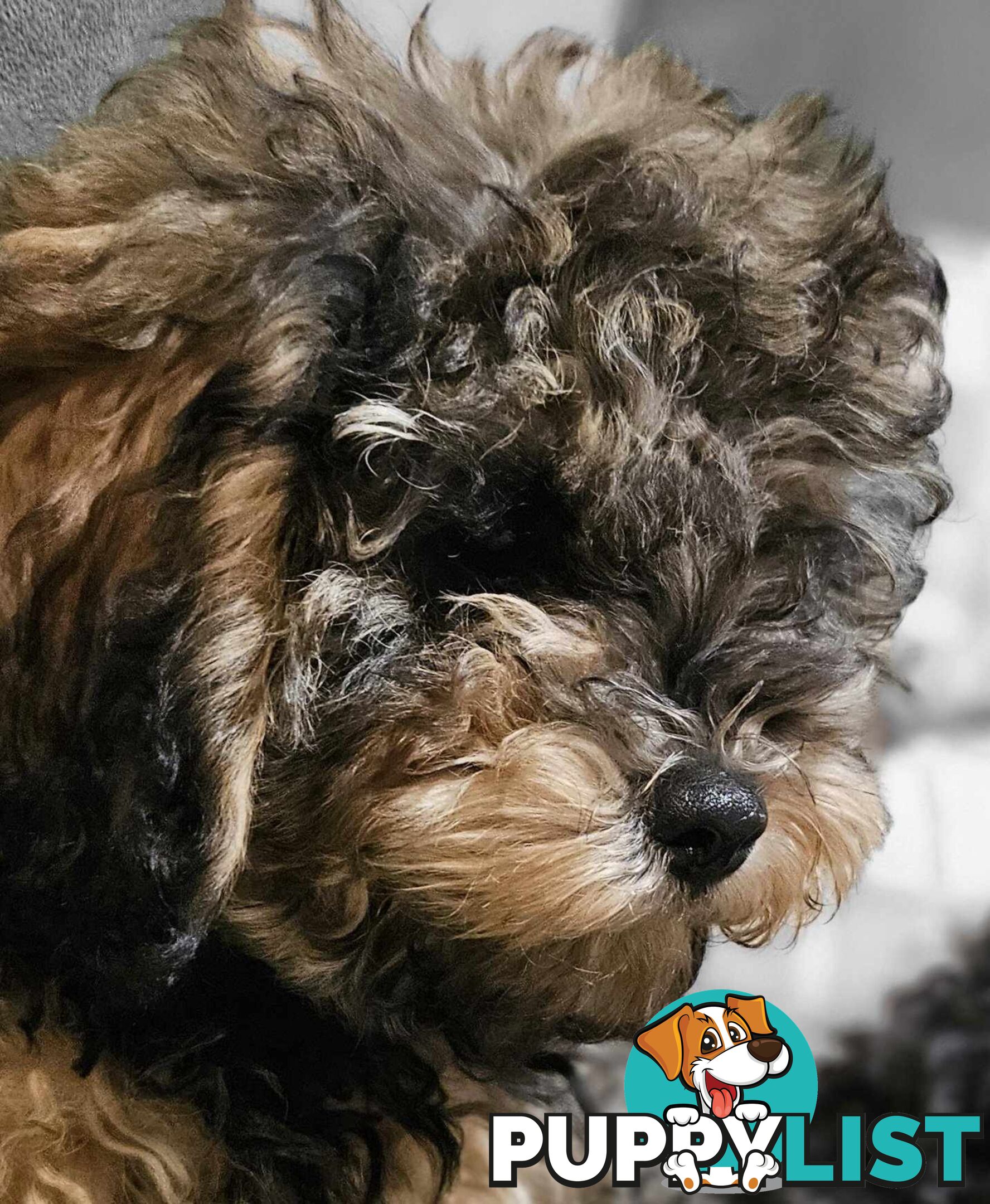 Firstborn, Final Pup – Your Perfect Toy Cavoodle Companion Awaits!