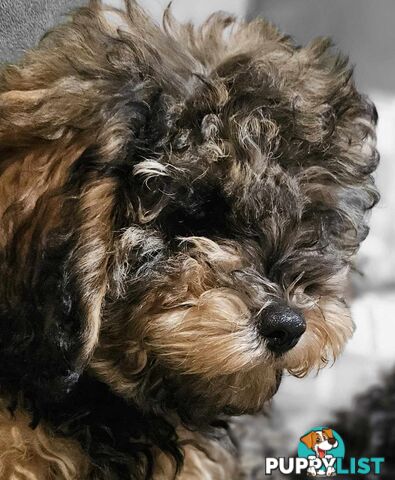 Firstborn, Final Pup – Your Perfect Toy Cavoodle Companion Awaits!