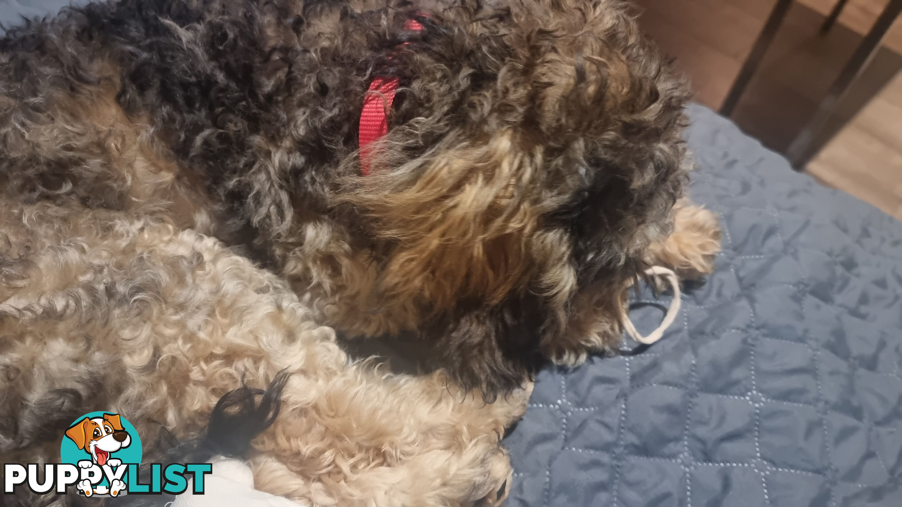Firstborn, Final Pup – Your Perfect Toy Cavoodle Companion Awaits!