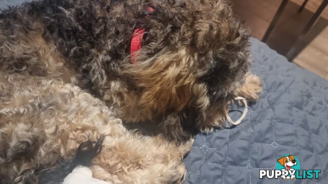 Firstborn, Final Pup – Your Perfect Toy Cavoodle Companion Awaits!