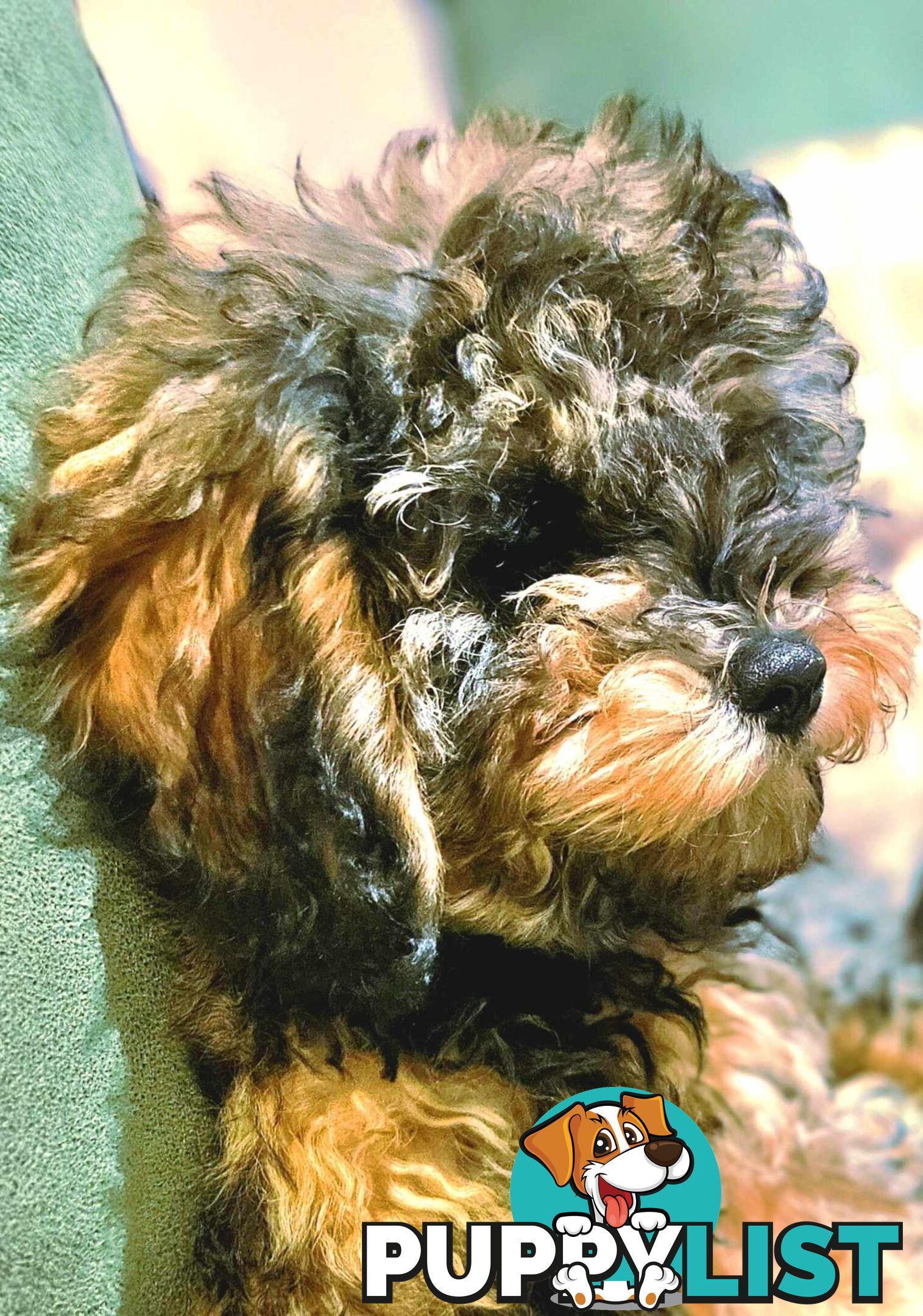 Firstborn, Final Pup – Your Perfect Toy Cavoodle Companion Awaits!