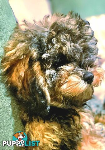 Firstborn, Final Pup – Your Perfect Toy Cavoodle Companion Awaits!