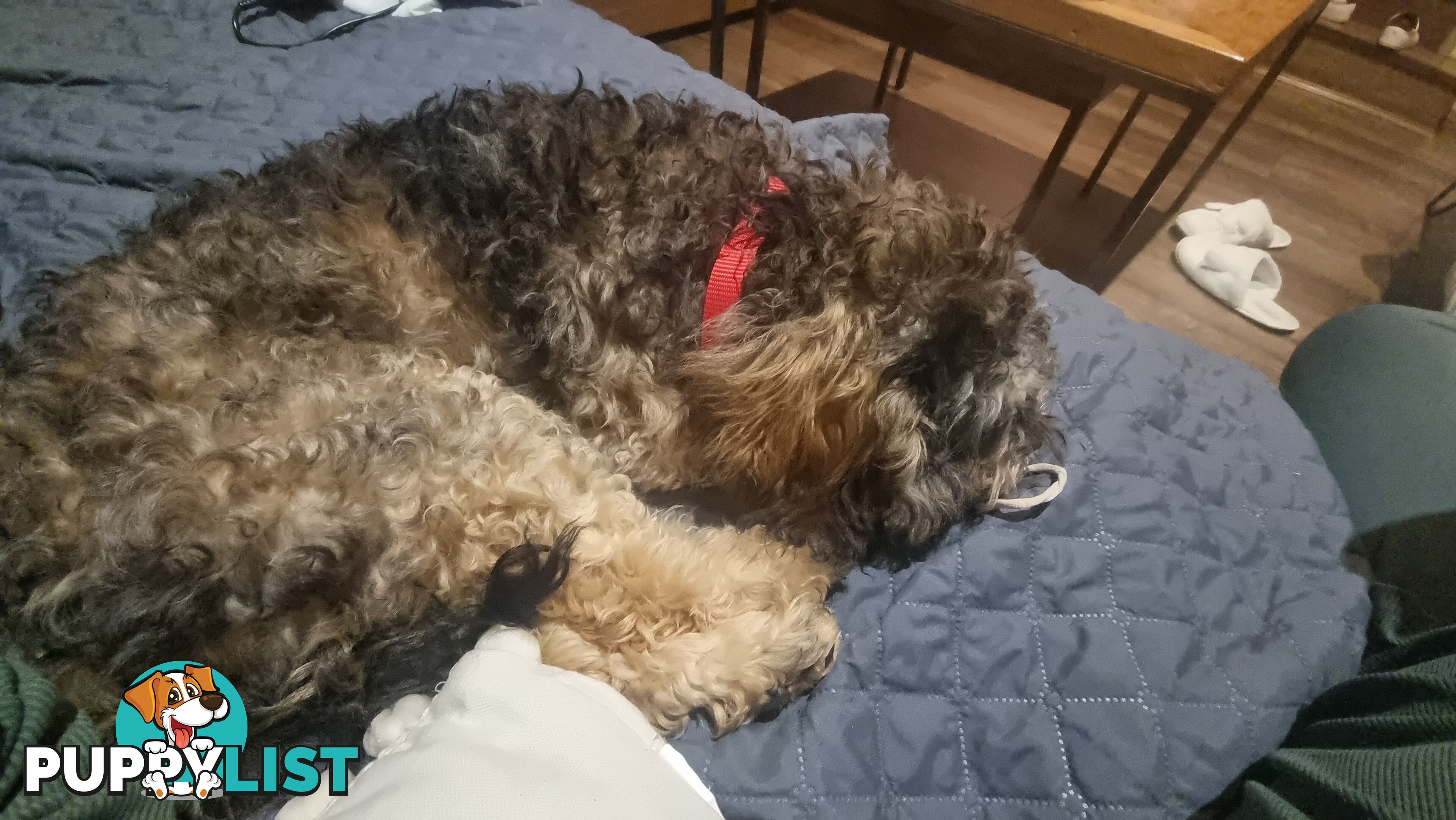 Firstborn, Final Pup – Your Perfect Toy Cavoodle Companion Awaits!