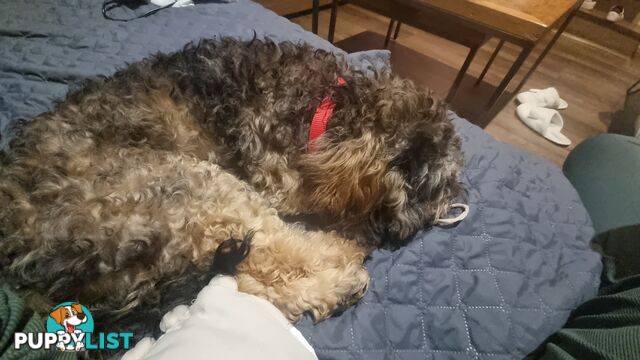 Firstborn, Final Pup – Your Perfect Toy Cavoodle Companion Awaits!