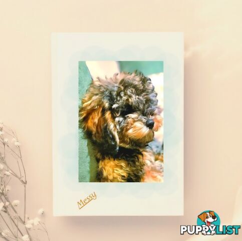 Firstborn, Final Pup – Your Perfect Toy Cavoodle Companion Awaits!
