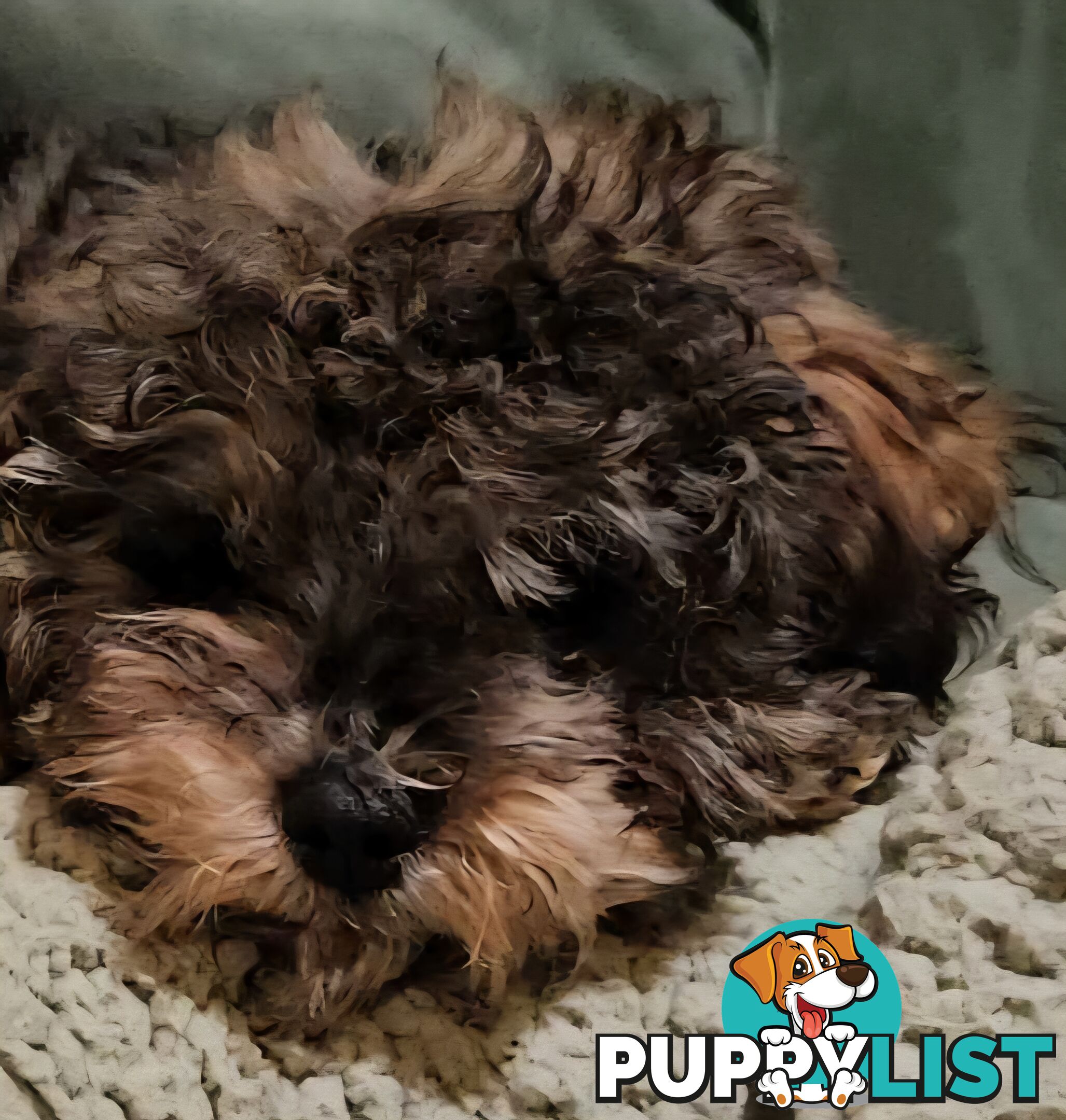 Firstborn, Final Pup – Your Perfect Toy Cavoodle Companion Awaits!