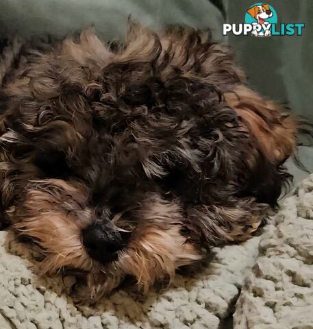 Firstborn, Final Pup – Your Perfect Toy Cavoodle Companion Awaits!