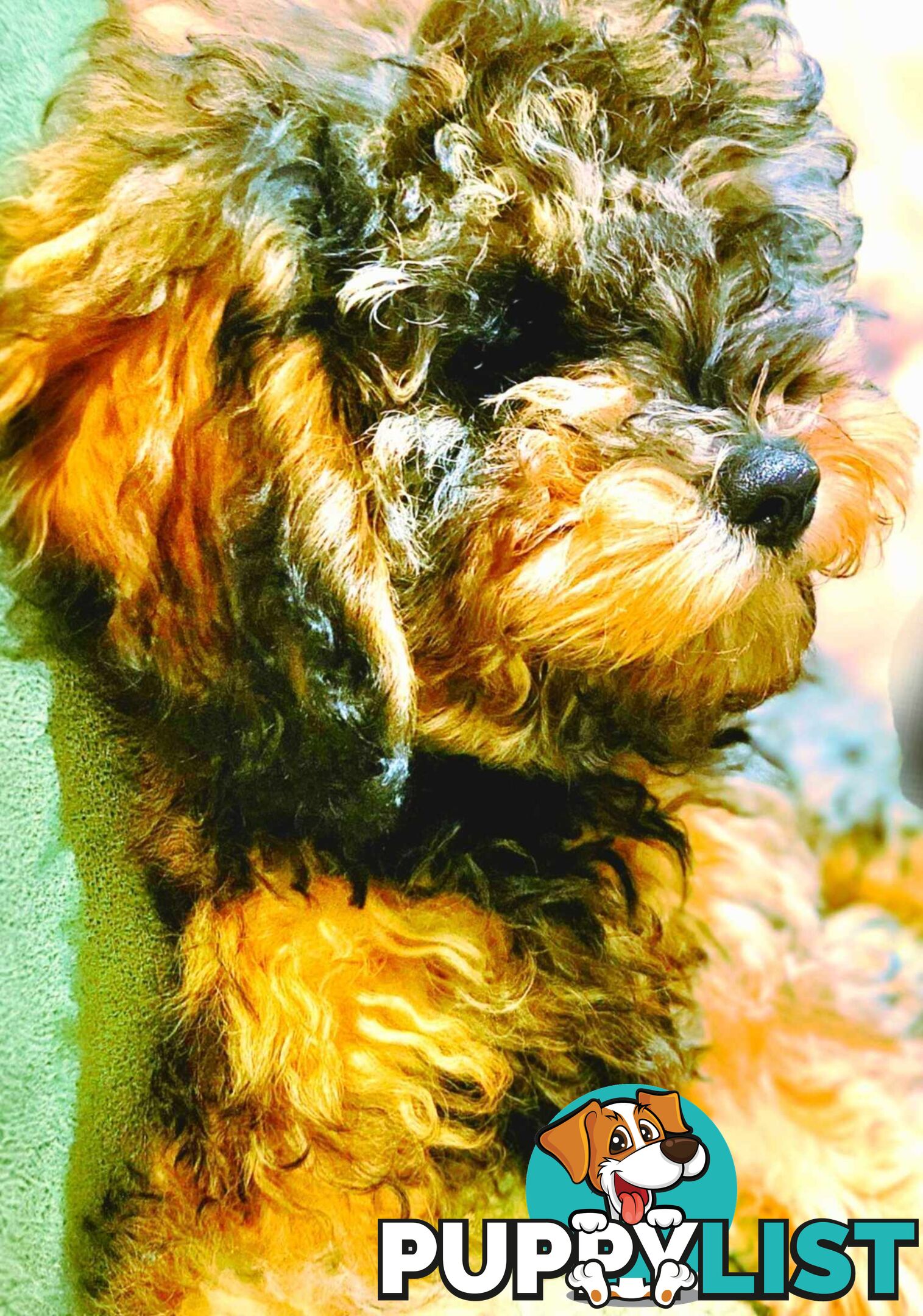 Firstborn, Final Pup – Your Perfect Toy Cavoodle Companion Awaits!