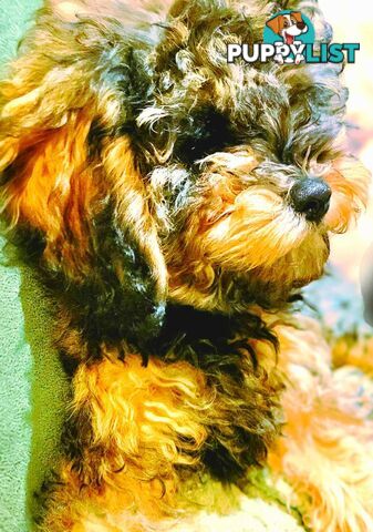 Firstborn, Final Pup – Your Perfect Toy Cavoodle Companion Awaits!
