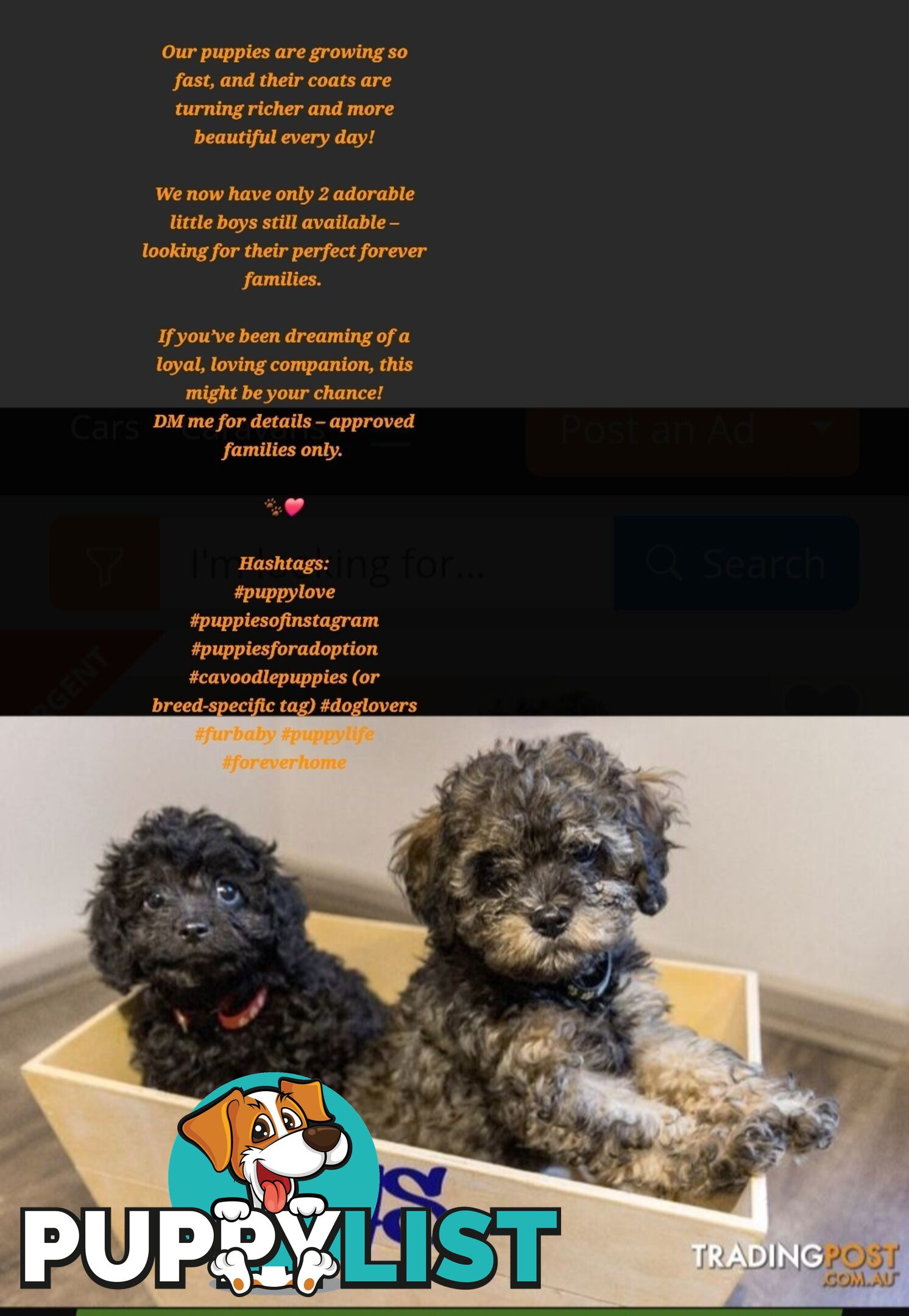 Firstborn, Final Pup – Your Perfect Toy Cavoodle Companion Awaits!