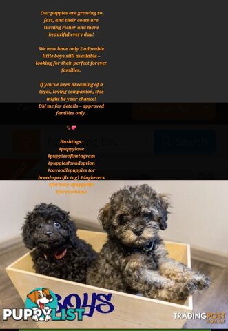 Firstborn, Final Pup – Your Perfect Toy Cavoodle Companion Awaits!