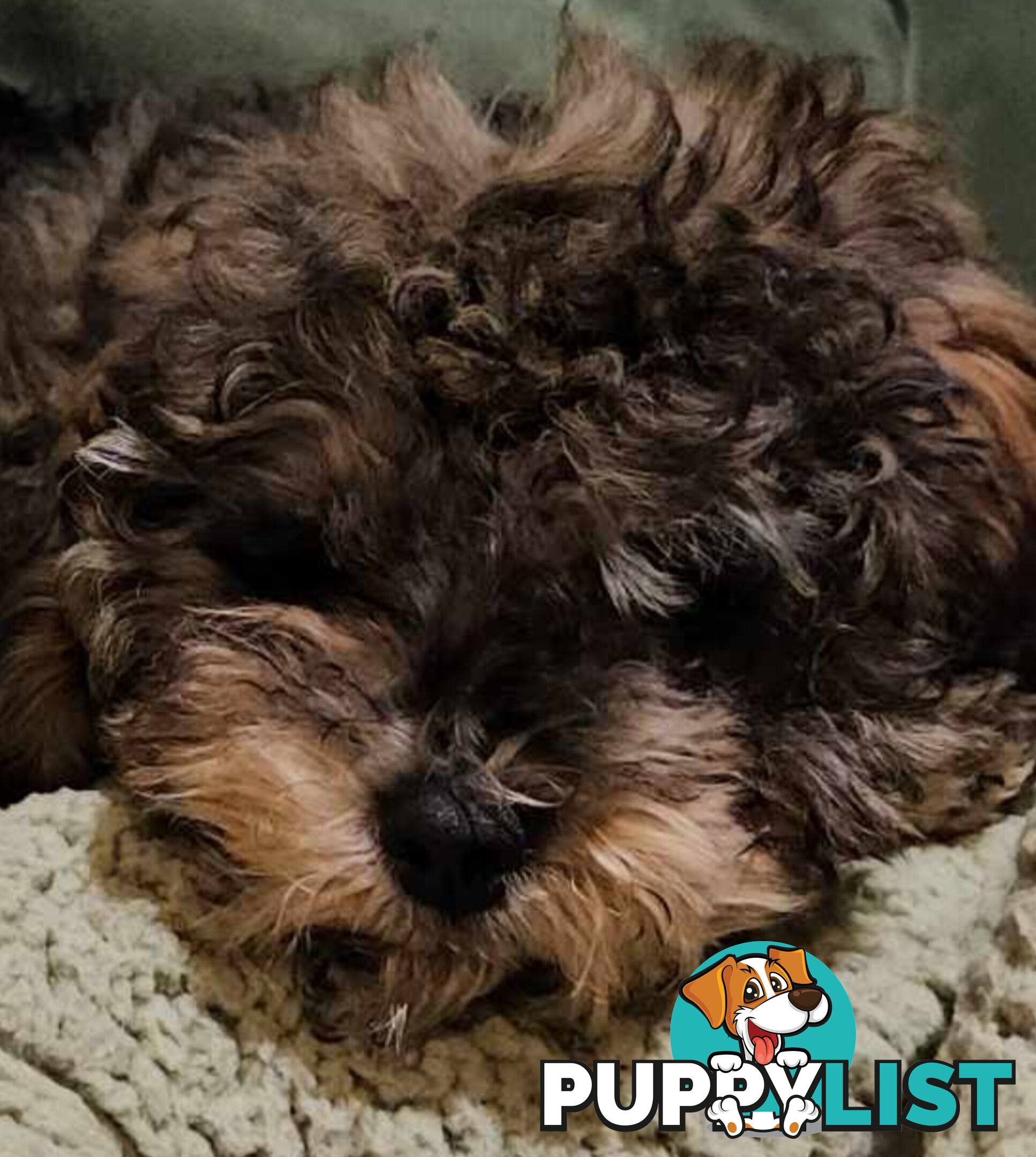 Firstborn, Final Pup – Your Perfect Toy Cavoodle Companion Awaits!
