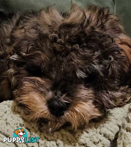 Firstborn, Final Pup – Your Perfect Toy Cavoodle Companion Awaits!