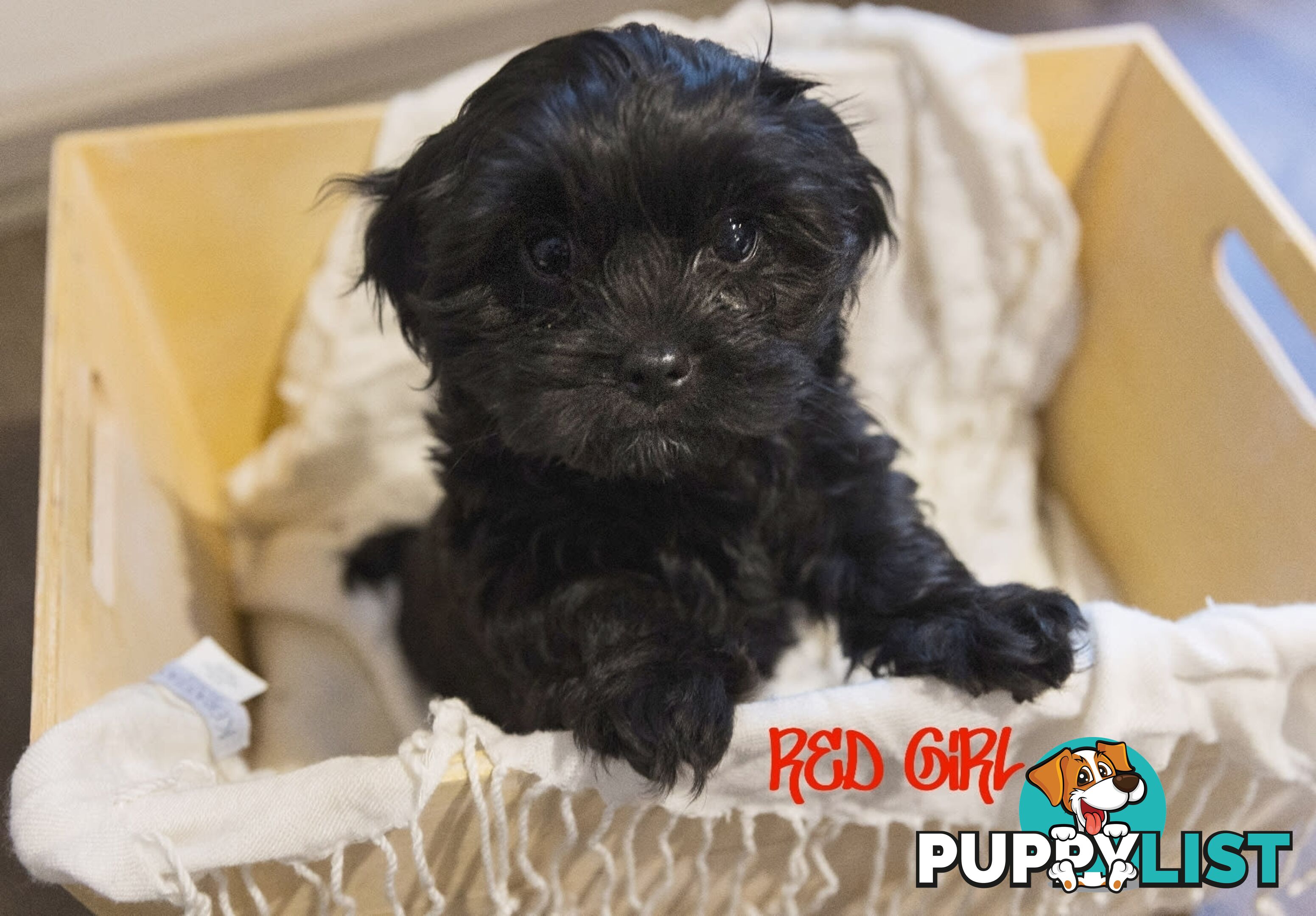 Beautiful Cavoodle Puppies.