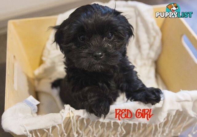 Beautiful Cavoodle Puppies.