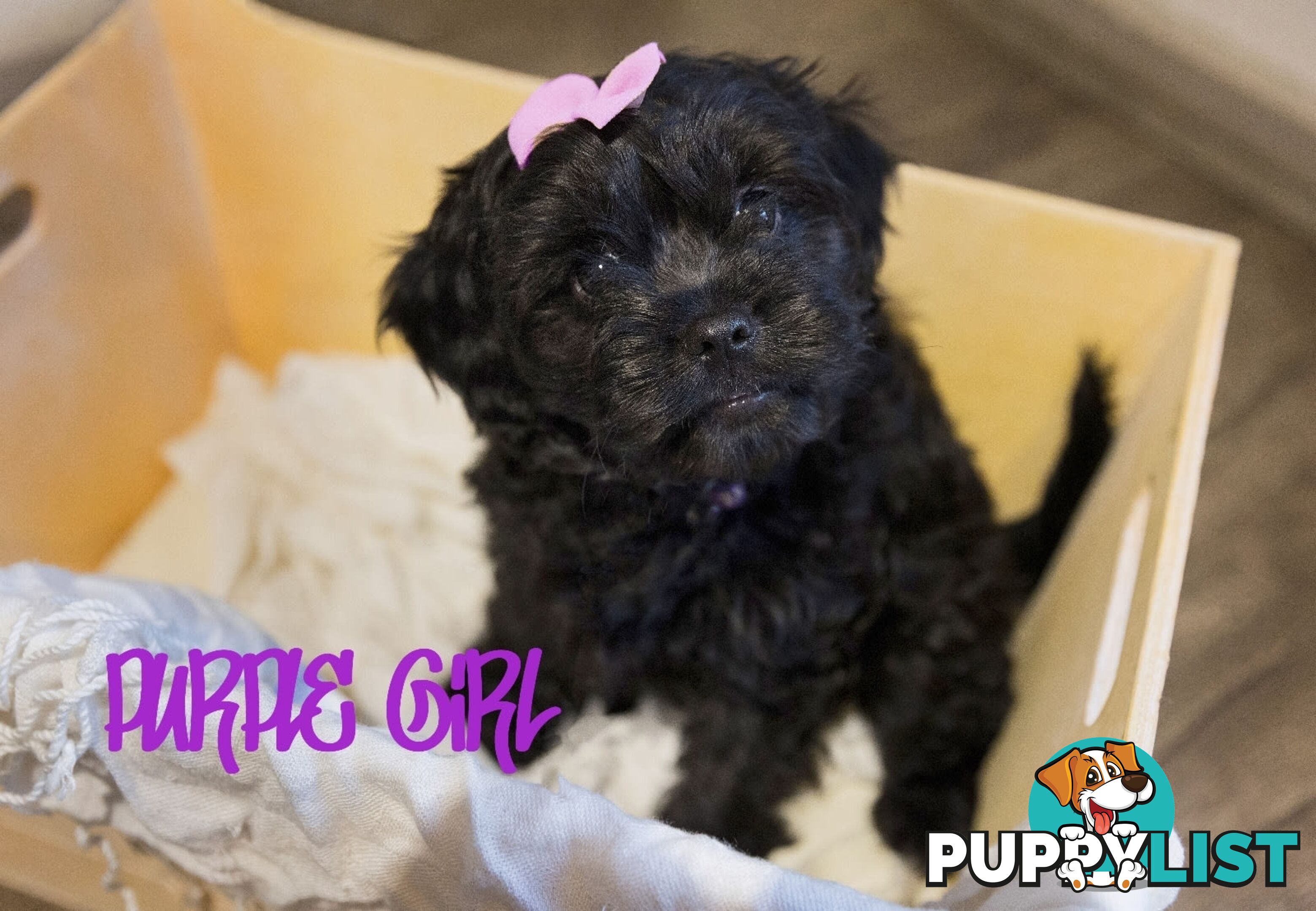 Beautiful Cavoodle Puppies.