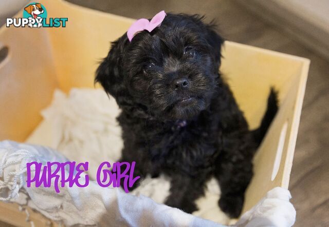 Beautiful Cavoodle Puppies.