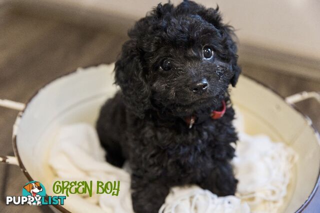 Beautiful Cavoodle Puppies.