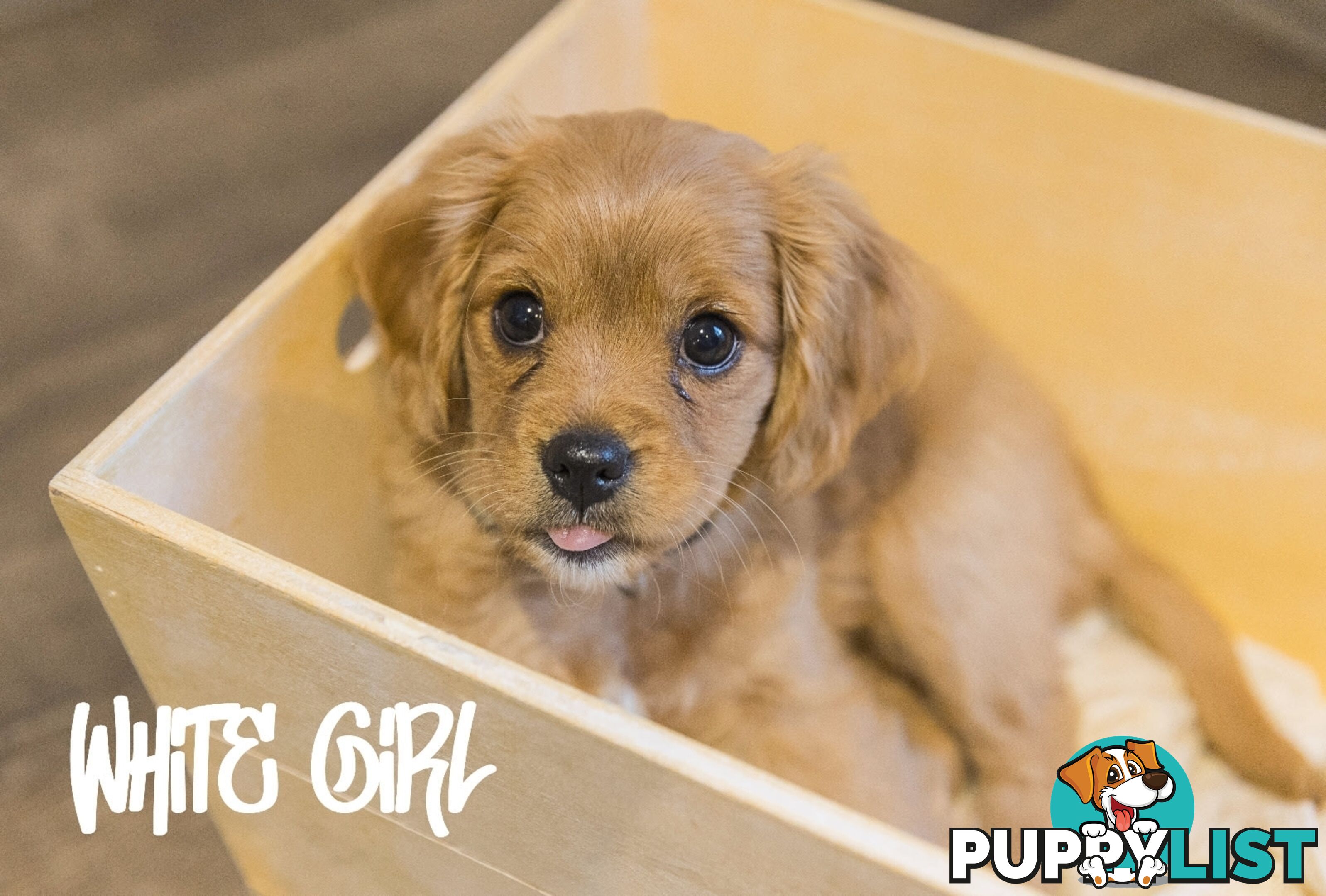 Beautiful Cavoodle Puppies.