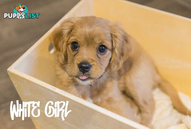 Beautiful Cavoodle Puppies.