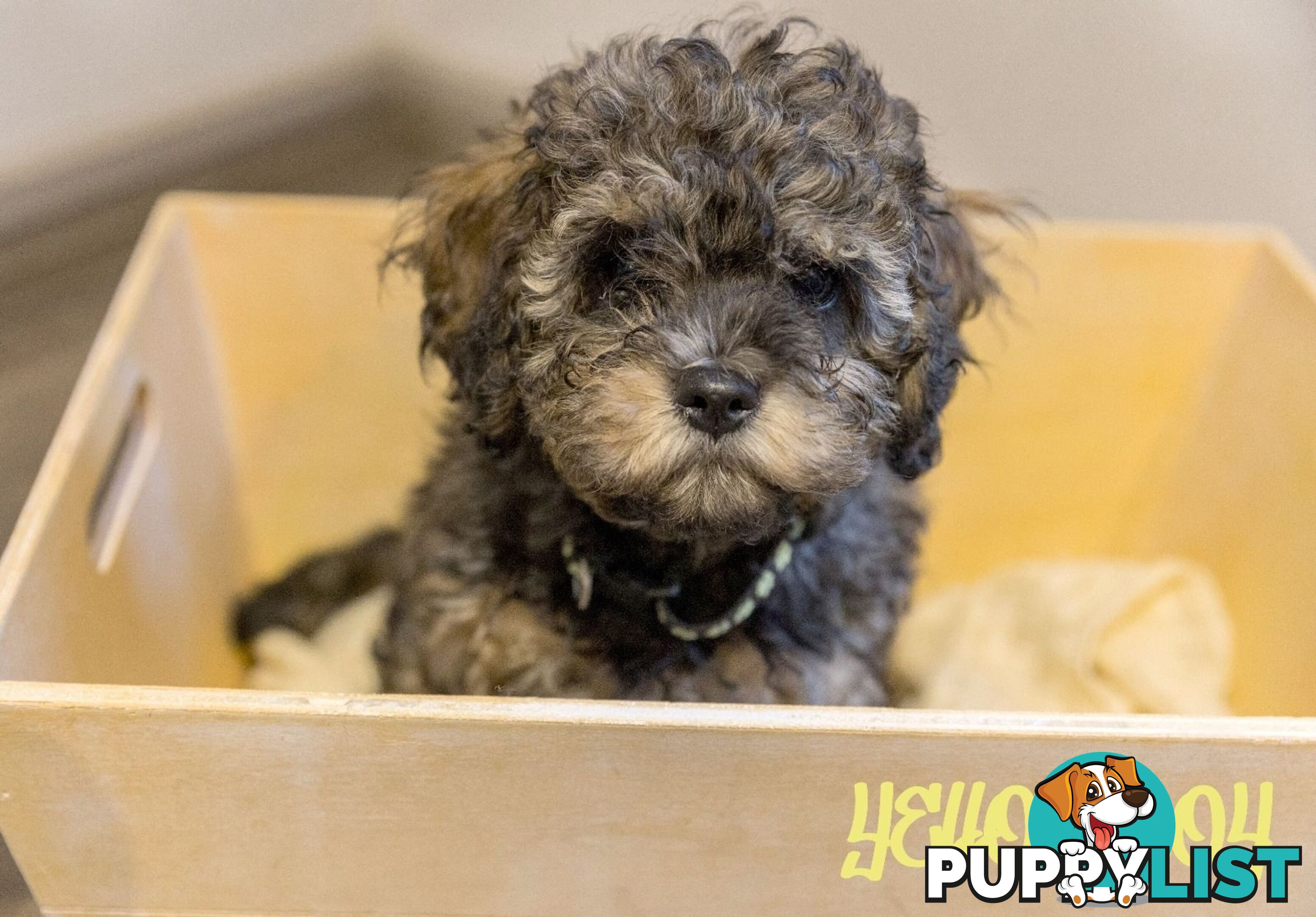 Beautiful Cavoodle Puppies.