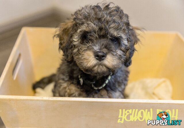 Beautiful Cavoodle Puppies.