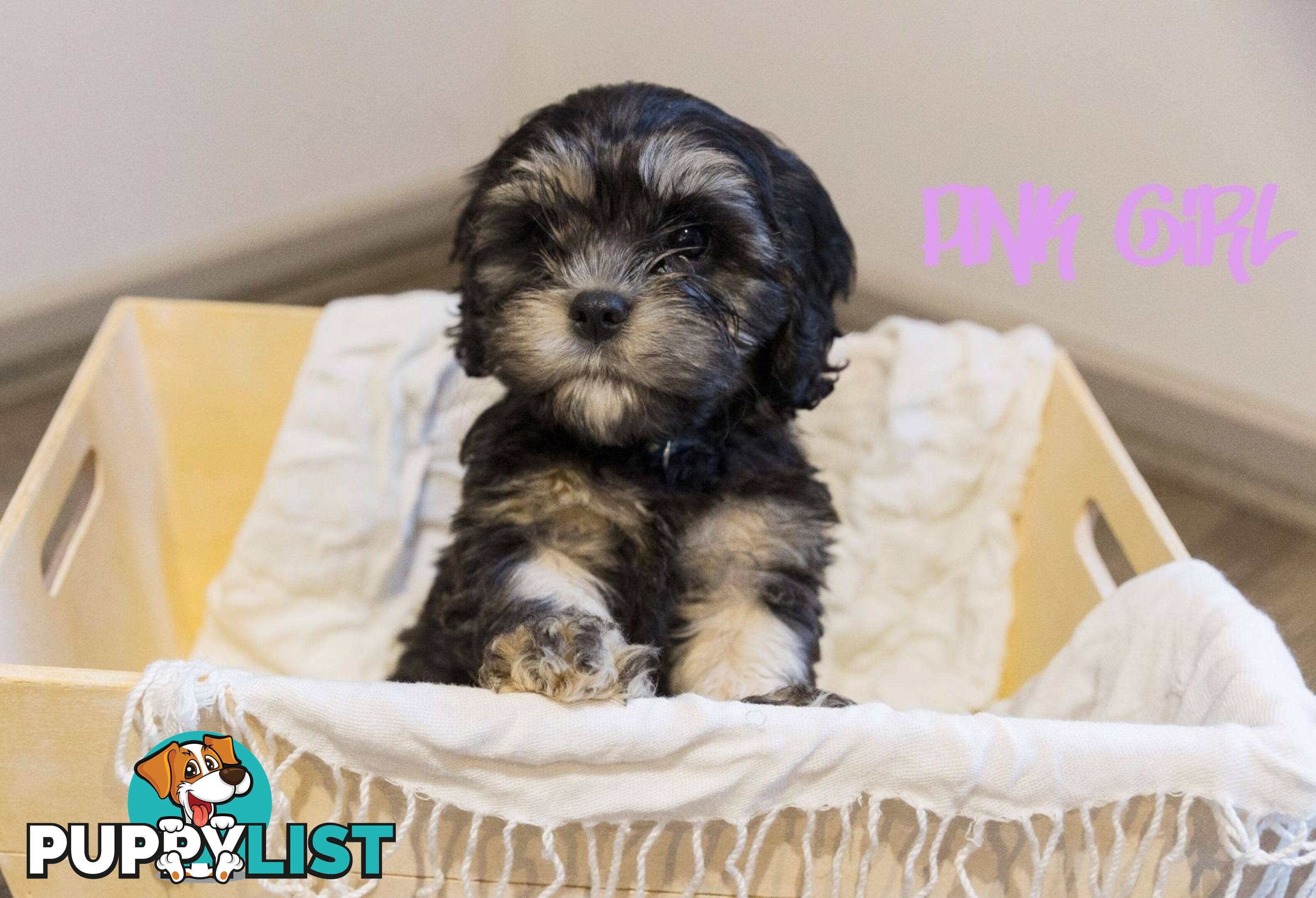 Beautiful Cavoodle Puppies.