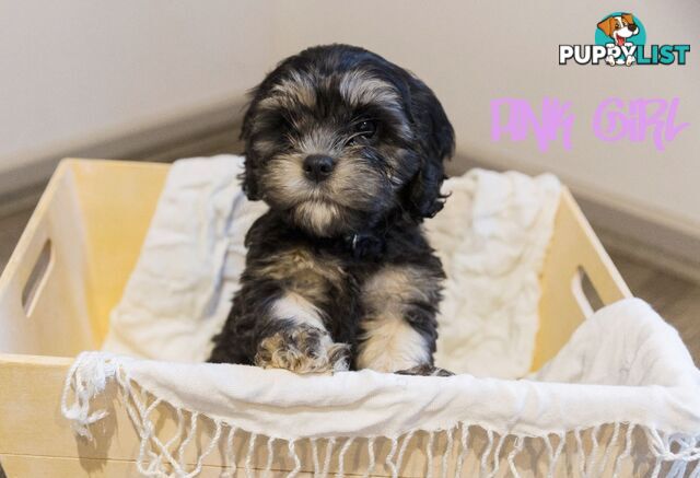 Beautiful Cavoodle Puppies.