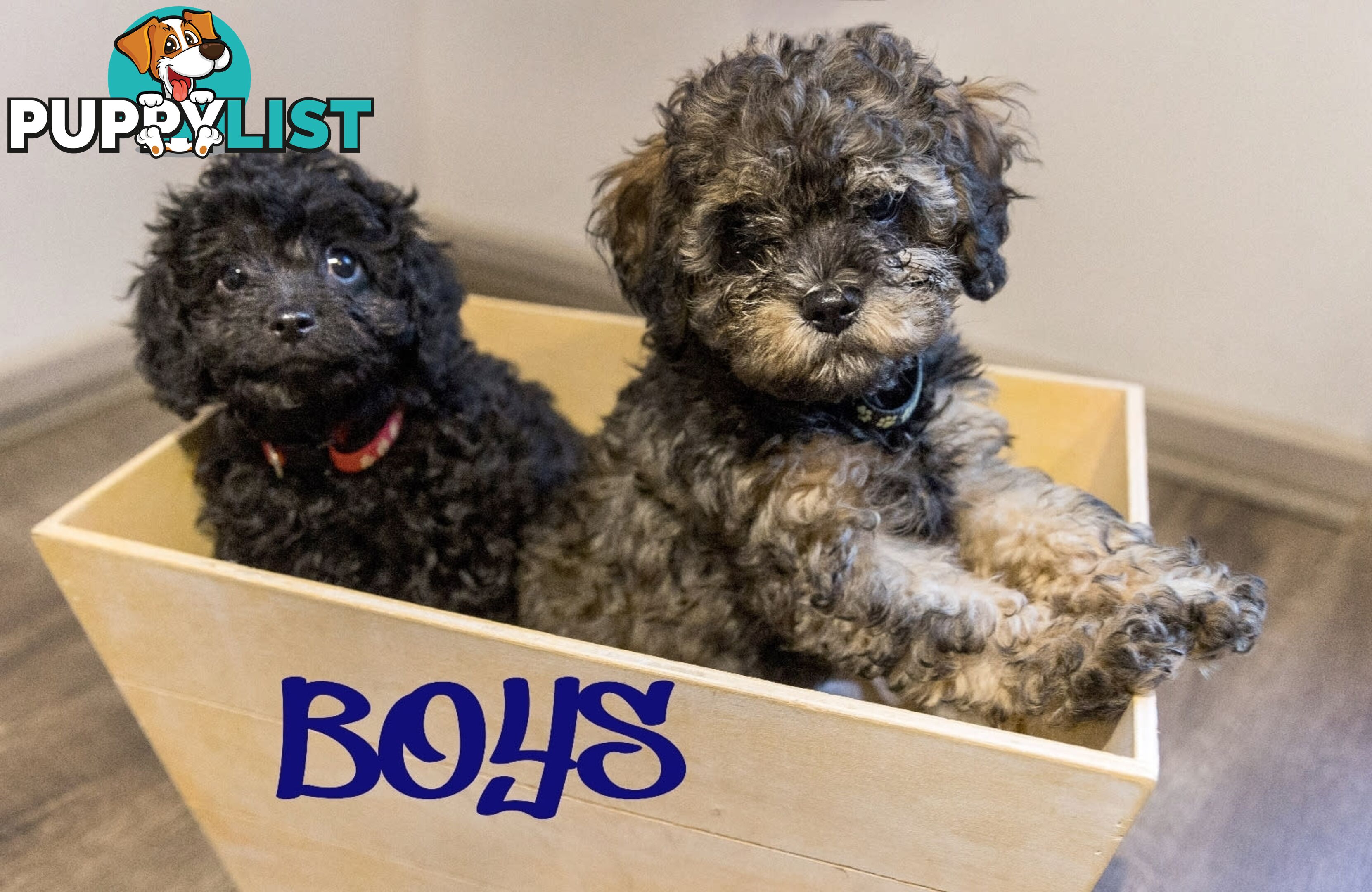 Beautiful Cavoodle Puppies.