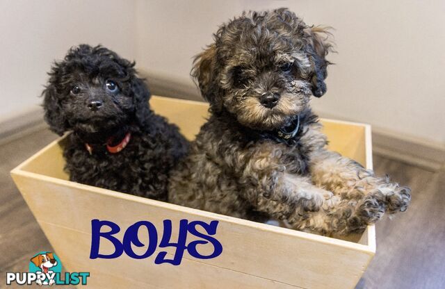 Beautiful Cavoodle Puppies.