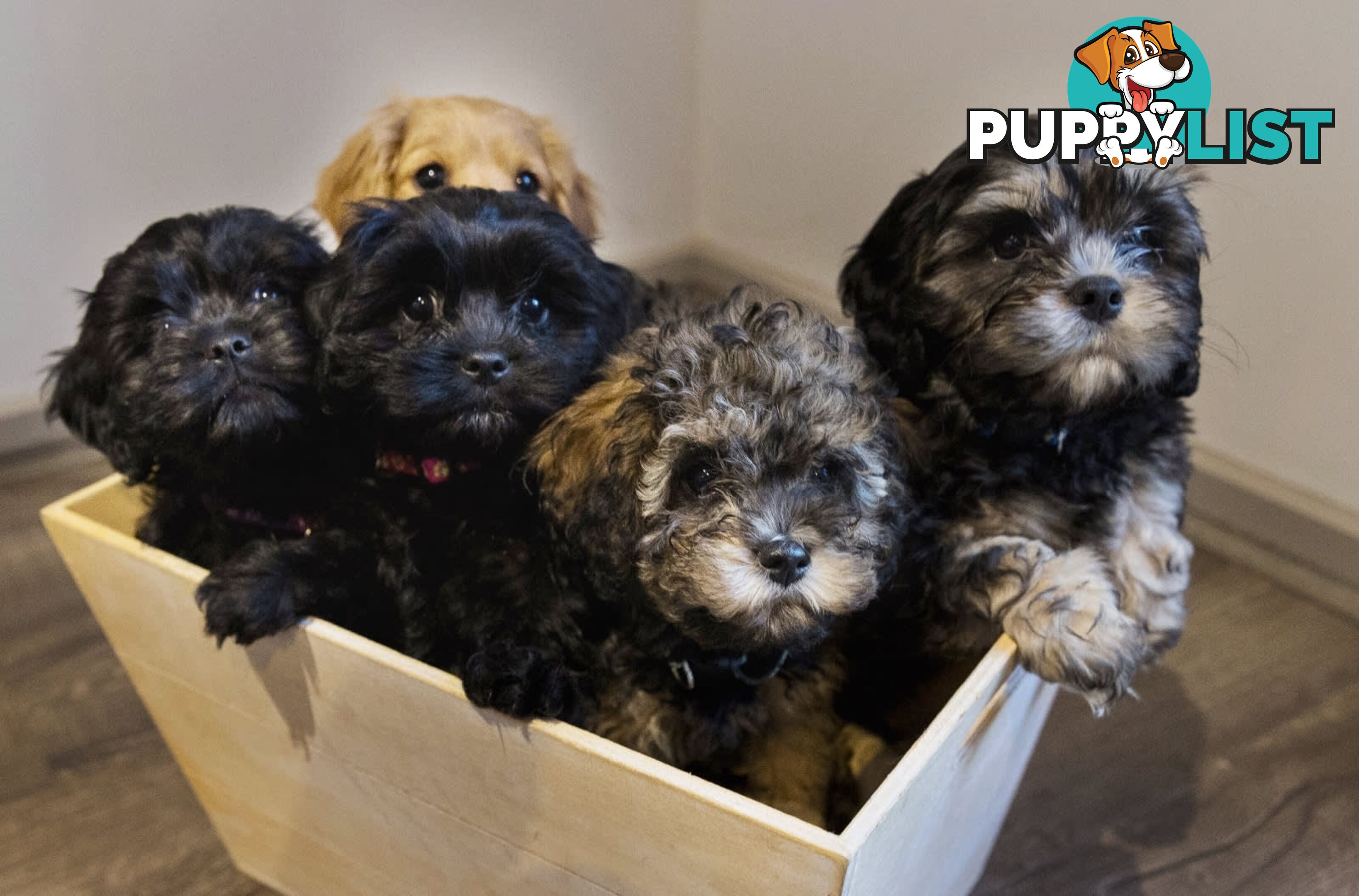 Beautiful Cavoodle Puppies.