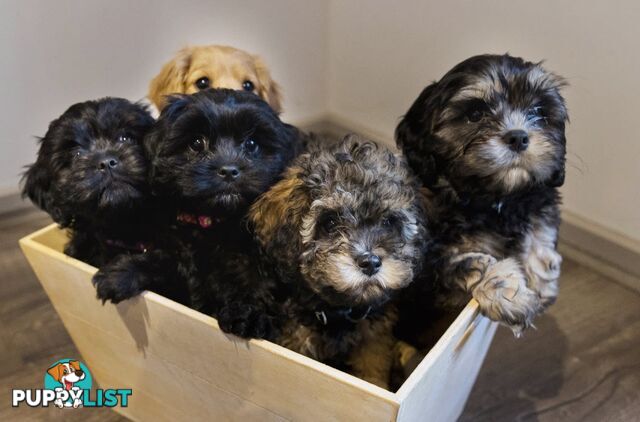 Beautiful Cavoodle Puppies.