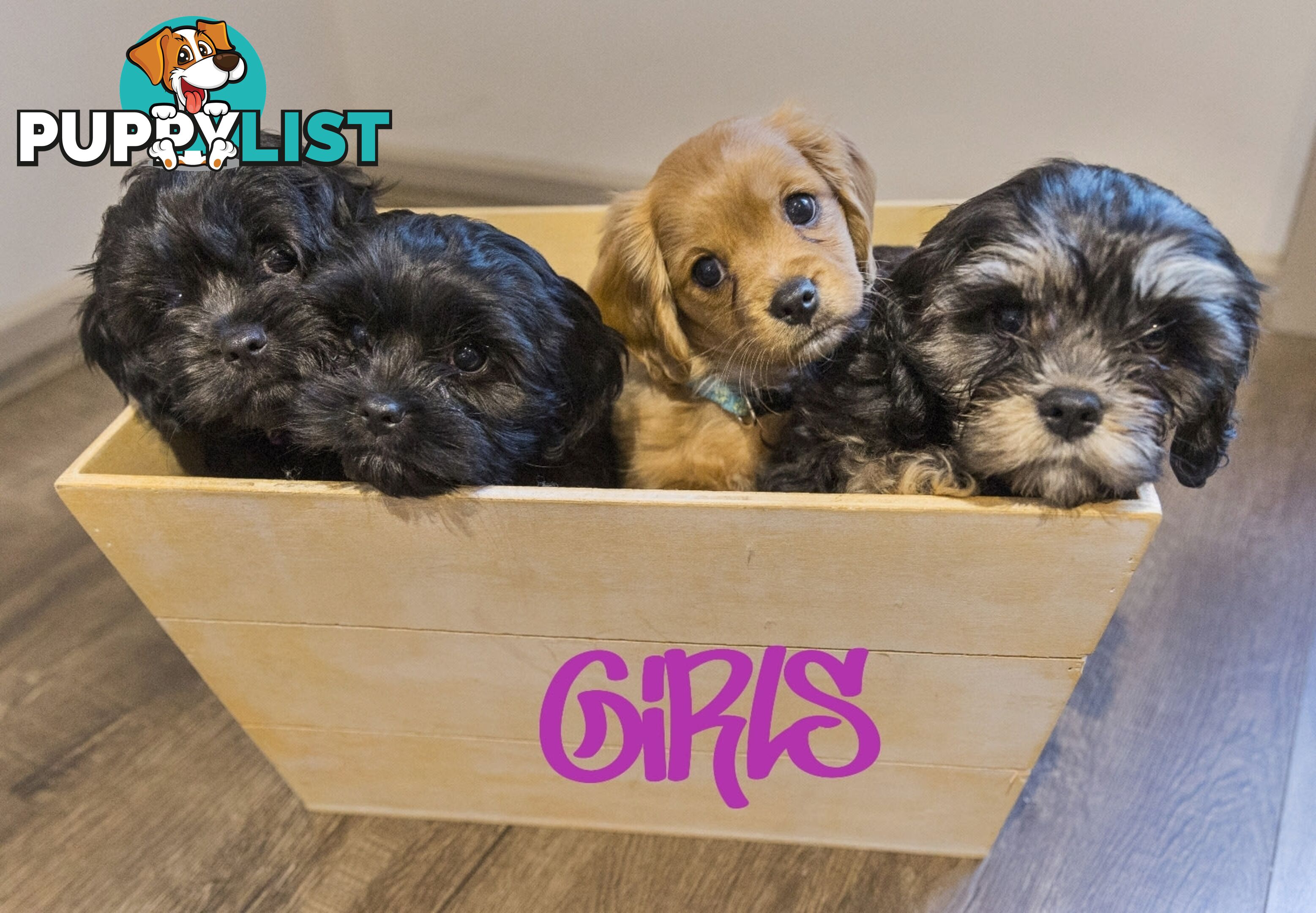 Beautiful Cavoodle Puppies.