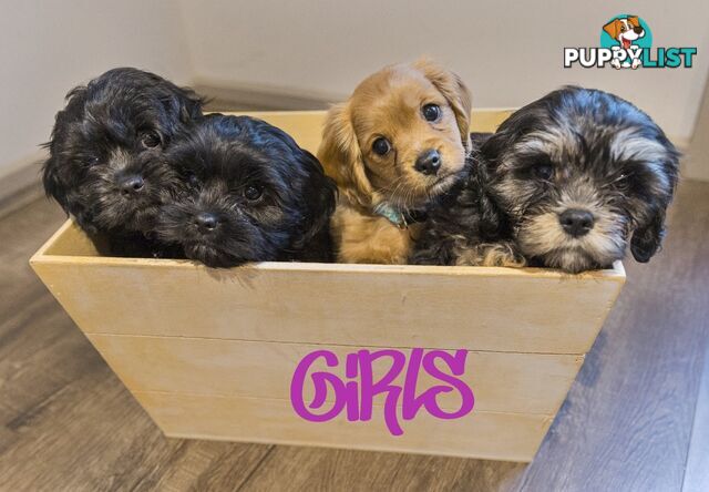 Beautiful Cavoodle Puppies.