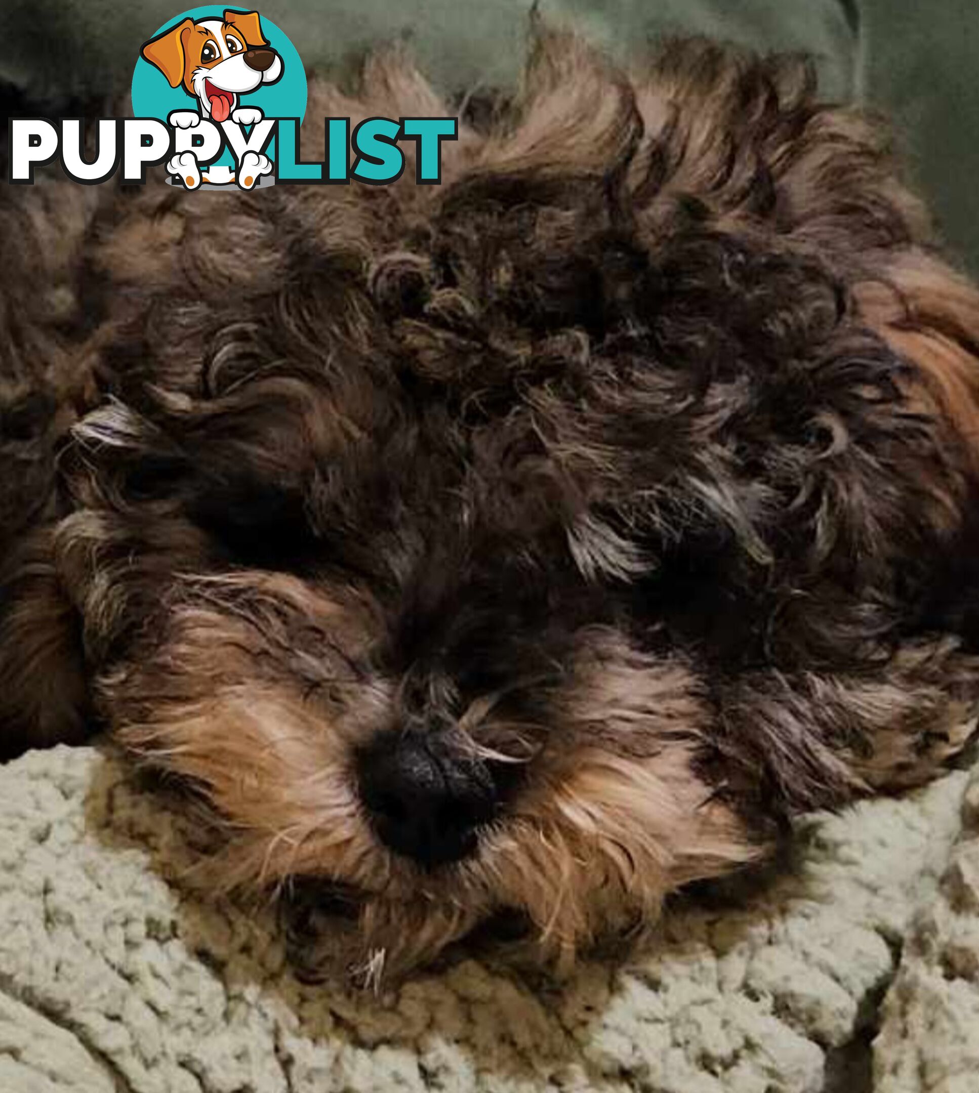 Firstborn, Final Pup – Your Perfect Toy Cavoodle Companion Awaits!
