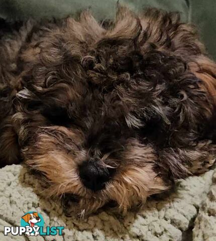 Firstborn, Final Pup – Your Perfect Toy Cavoodle Companion Awaits!