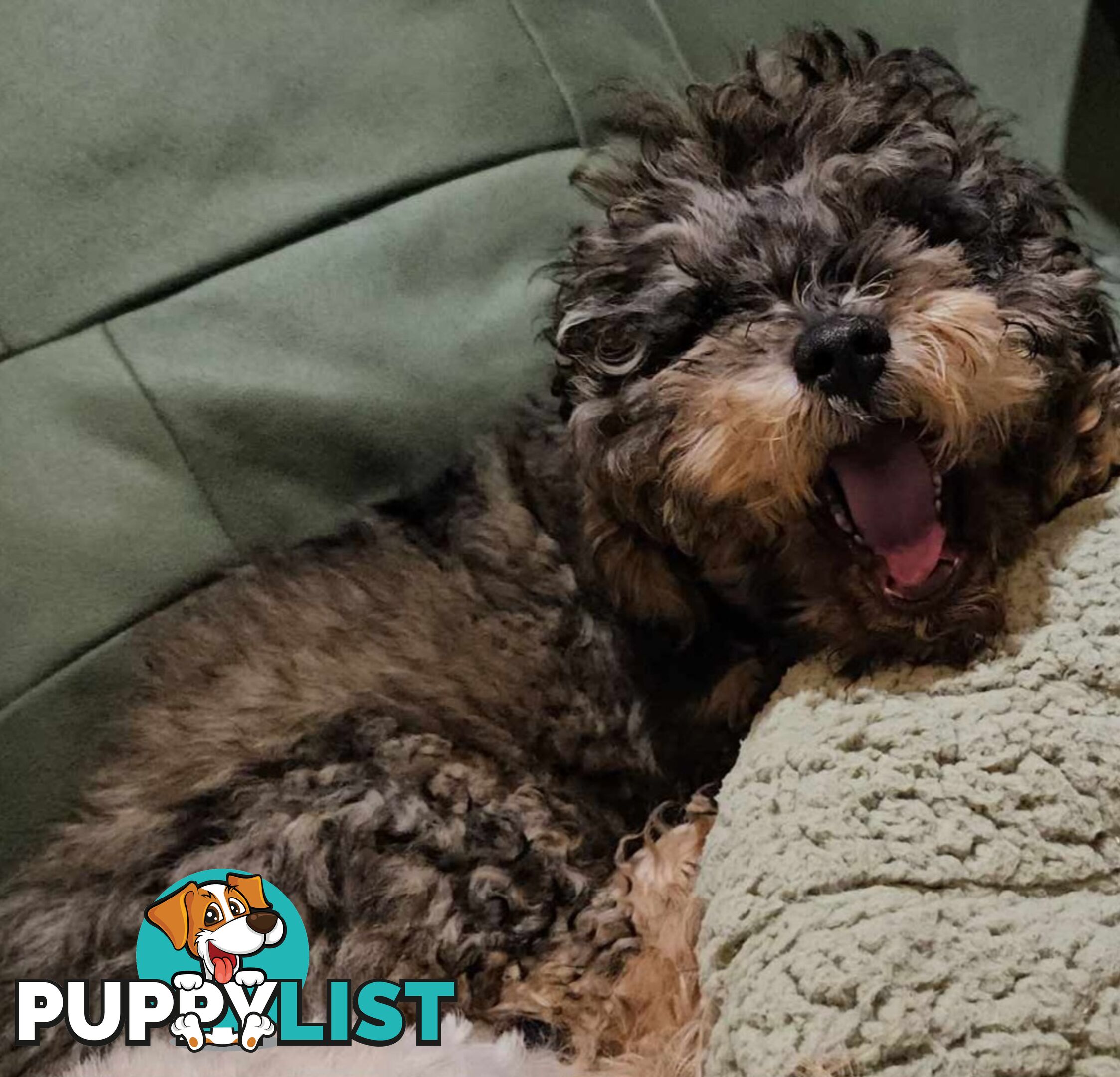 Firstborn, Final Pup – Your Perfect Toy Cavoodle Companion Awaits!