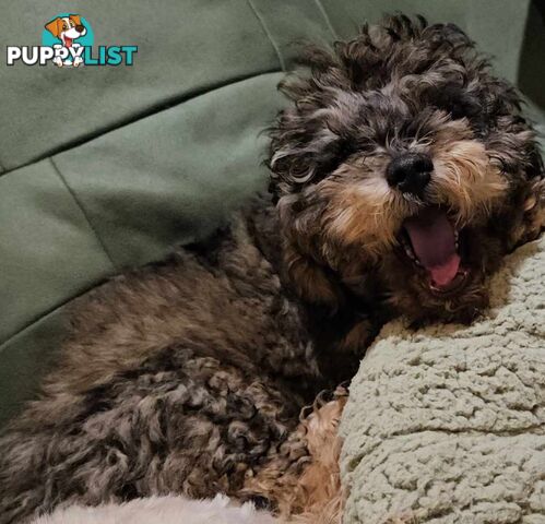 Firstborn, Final Pup – Your Perfect Toy Cavoodle Companion Awaits!
