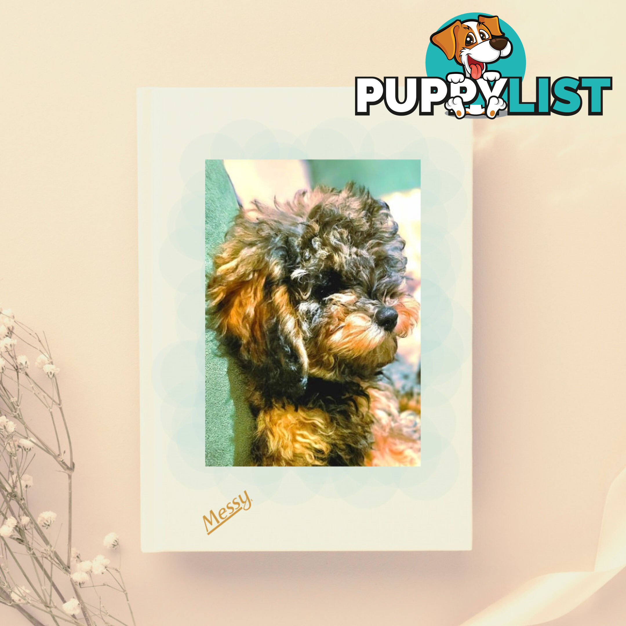 Firstborn, Final Pup – Your Perfect Toy Cavoodle Companion Awaits!