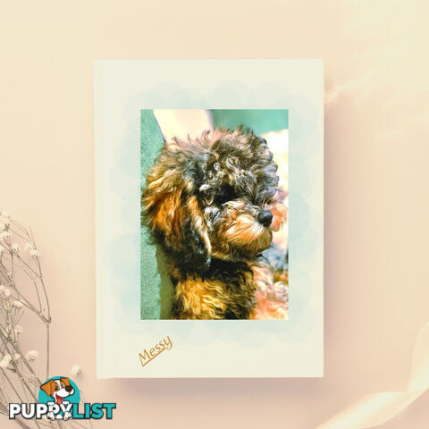 Firstborn, Final Pup – Your Perfect Toy Cavoodle Companion Awaits!
