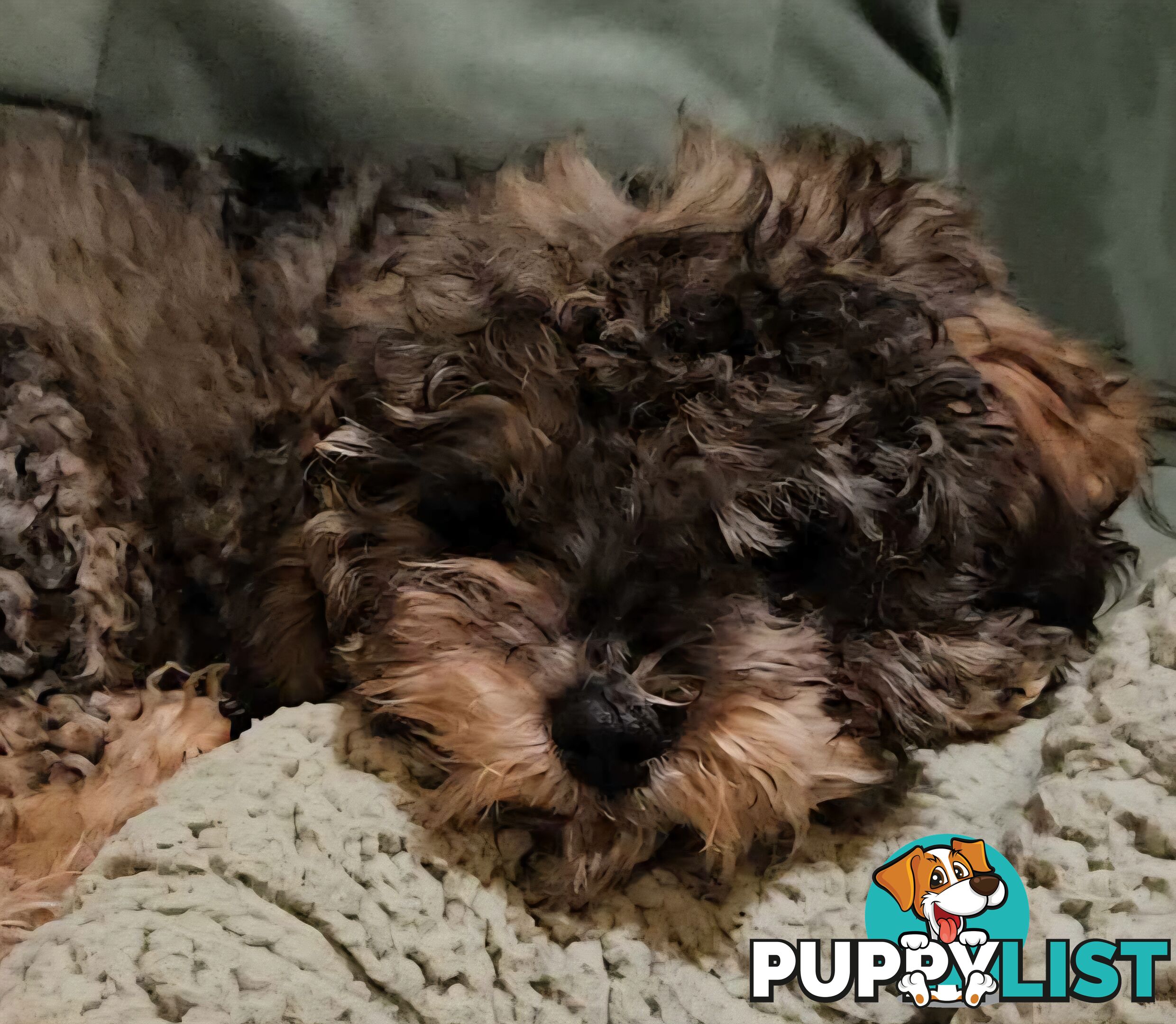 Firstborn, Final Pup – Your Perfect Toy Cavoodle Companion Awaits!
