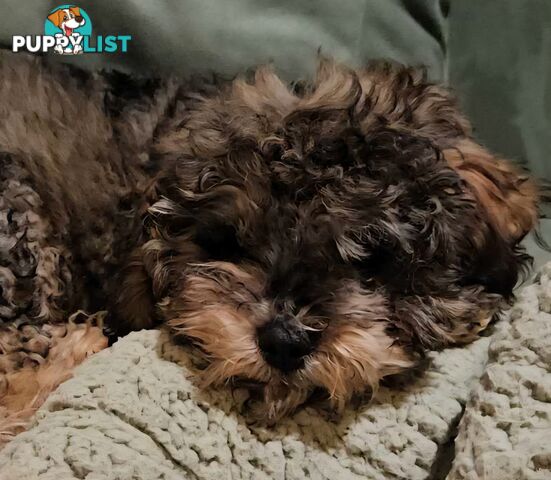 Firstborn, Final Pup – Your Perfect Toy Cavoodle Companion Awaits!