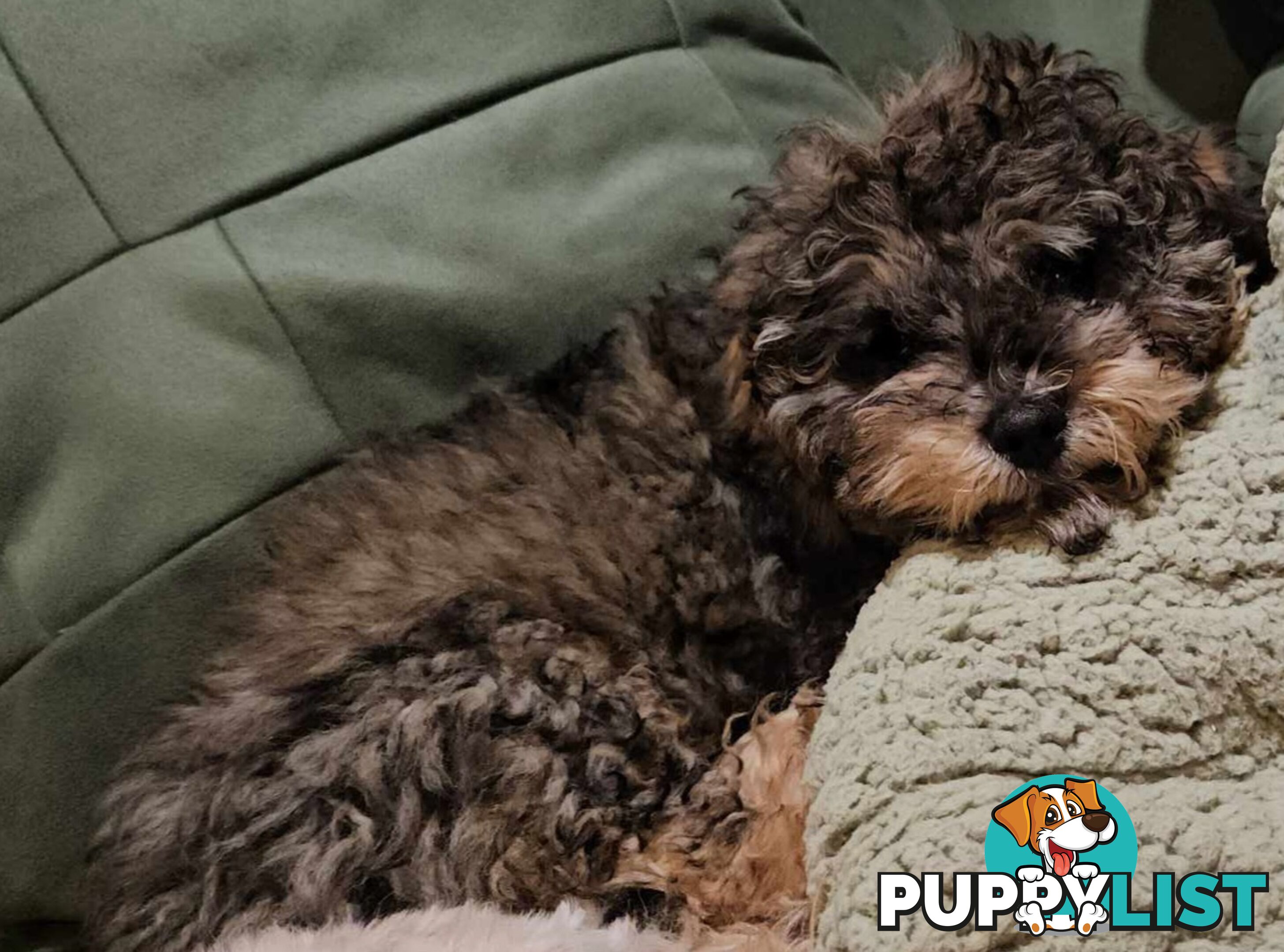 Firstborn, Final Pup – Your Perfect Toy Cavoodle Companion Awaits!