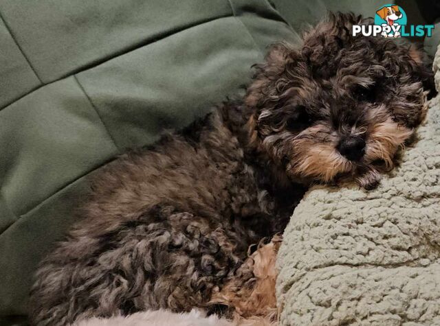 Firstborn, Final Pup – Your Perfect Toy Cavoodle Companion Awaits!