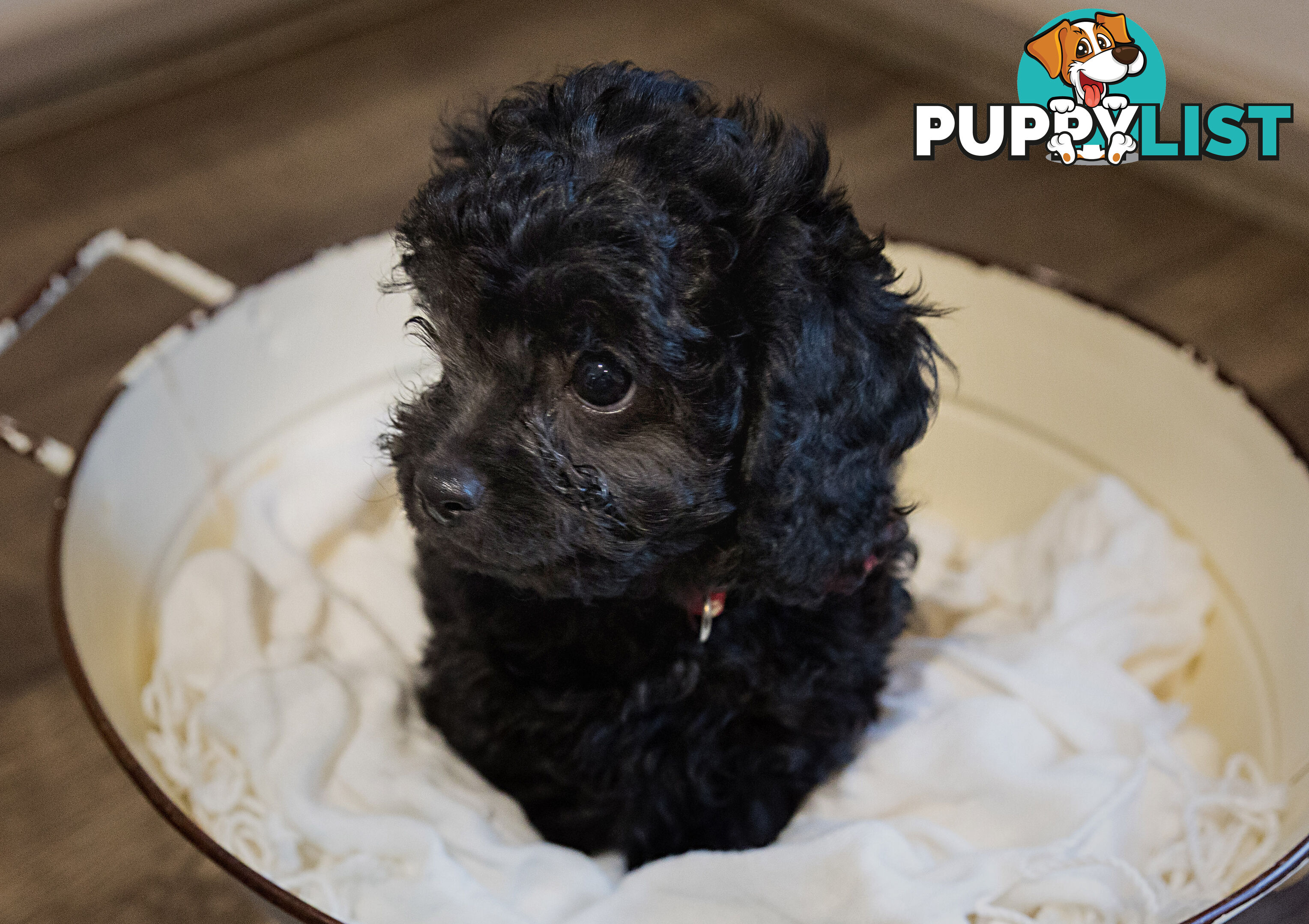 Firstborn Charm, Second Born Sweetness – Toy Cavoodles Raised with ❤️