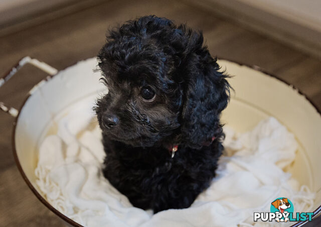 Firstborn Charm, Second Born Sweetness – Toy Cavoodles Raised with ❤️