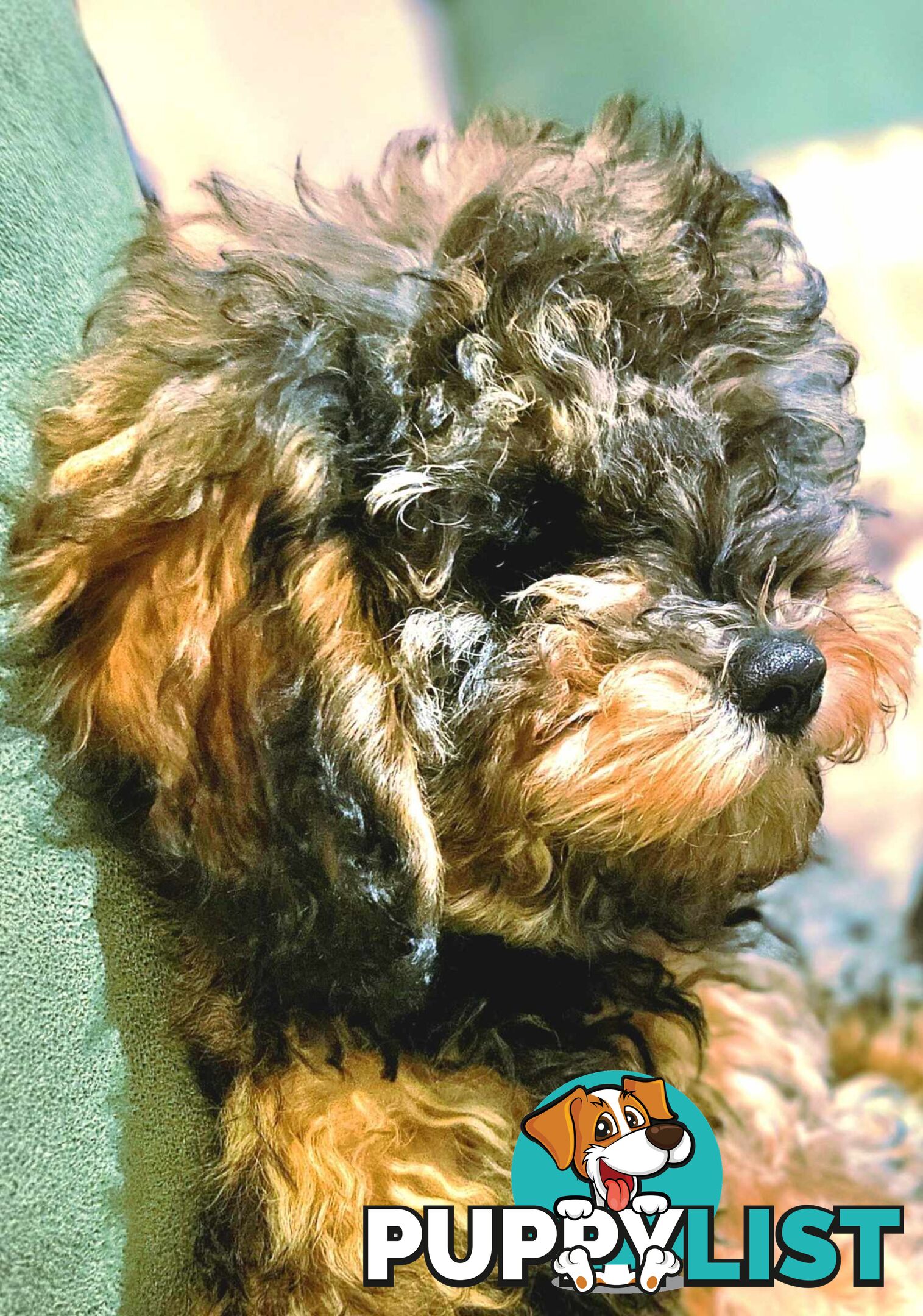 Firstborn, Final Pup – Your Perfect Toy Cavoodle Companion Awaits!